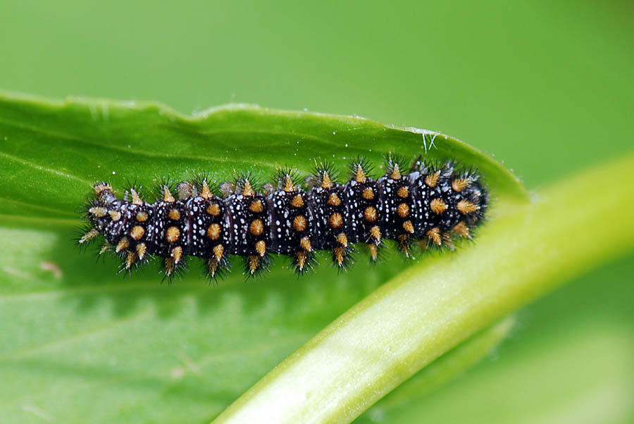 Bruco di Melitaea athalia?